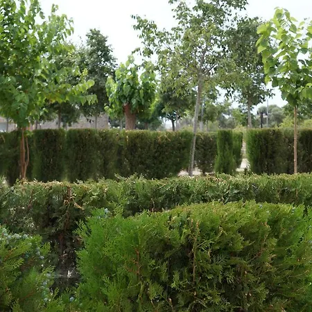 Pinos